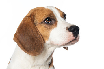 Beagle dog isolated on white background