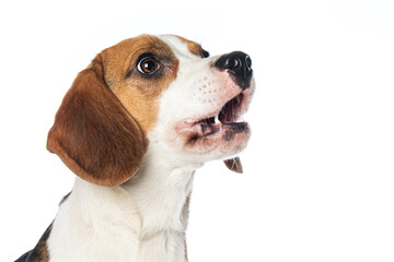 Beagle dog isolated on white background