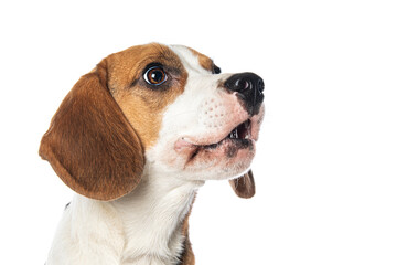 Beagle dog isolated on white background