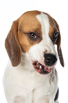 Angry beagle dog isolated on white background