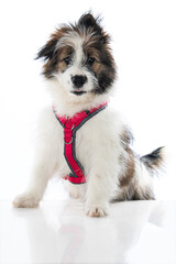 Elo puppy isolated on white background