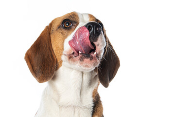 Beagle dog isolated on white background - 532814825
