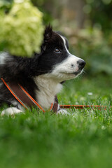 Elo puppy lying in a meadow