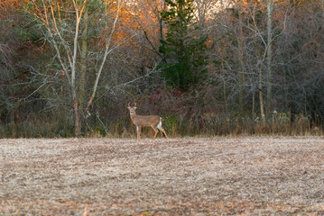 A Buck White-Tailed Deer In Late November In Wisconsin
