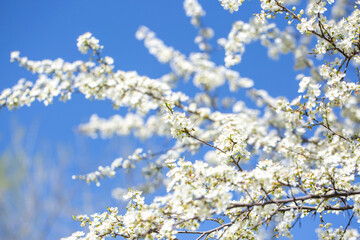 White flowers bloom in the trees. Spring landscape with blooming sakura tree. Beautiful blooming garden on a sunny day. Copy space for text.