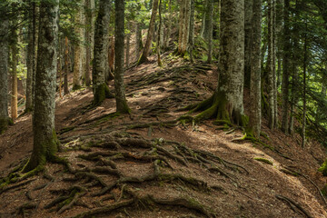 Twisted roots of trees in mountain forest