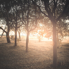 trees shrouded in warm afternoon light. Golden hour