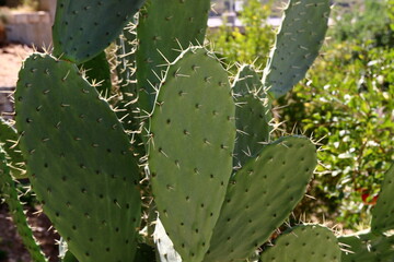 A large and prickly cactus grows in a city park.