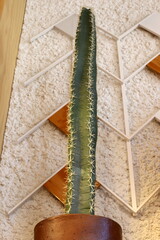 A large and prickly cactus grows in a city park.