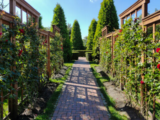 In the city park, a long alley in the perspective of a decorative tunnel with wooden walls entwined with roses