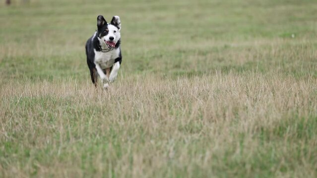 Border collie dog running towards camera in field 2