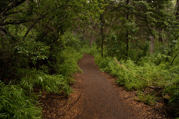 Hiking in the woods. View of the dirt path across the green forest.