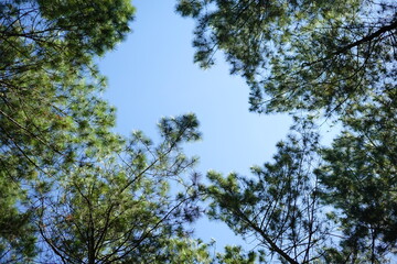Fototapeta premium trees and sky