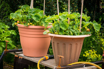 strawberry plants