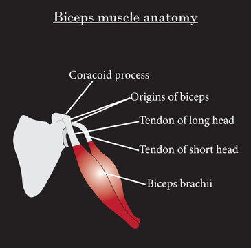 Biceps Muscle Anatomy Diagram,orogins Of Biceps, Tendon Of Long Head, Tendon Of Short Head And Biceps Brachii. Study Content For Biology And Medcine Students. Vector Illustration.