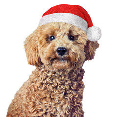 Hund Pudel Pepe mit Weihnachtsmütze