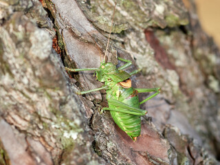 Armoured Ground Crickets. Tribe Ephippigerini. 
