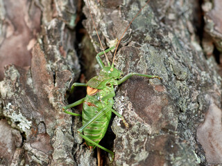 Armoured Ground Crickets. Tribe Ephippigerini. 
