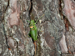 Armoured Ground Crickets. Tribe Ephippigerini. 
