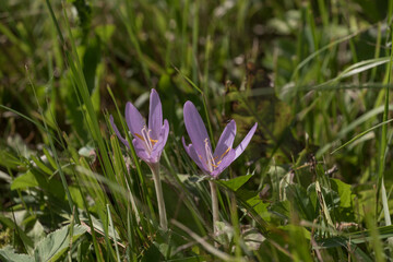 Herbstzeitlose auf Wiese