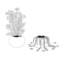pot of daisies, pot of wilted daisies, black and white illustration, line, isolated