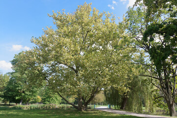 Platanus hispanica Suttneri, London plane tree in Royal game reserve Stromovka. Autumn sunny day, landscape orientation, no people.