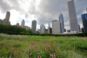 Chicago downtown cityscape, Lurie Garden