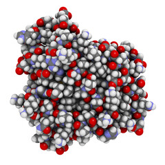 Myoglobin muscle protein. Responsible for red color of meat. Presence in blood indicates muscle damage.