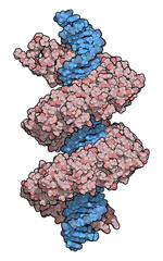 TAL (transcription activator like) effector protein or TALE. DNA binding protein. In TALEN technology, these are combined with nucleases to enable genome editing.