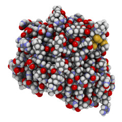 Angiopoietin 2 vascular growth factor protein (receptor binding domain).