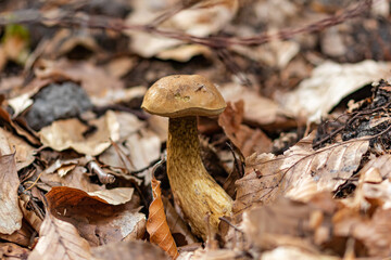 brown mushroom in the forest