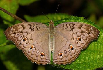 Butterfly with its wings spread and perched on a green leaf.  
Macro view of a butterfly with spots...