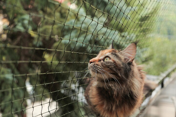 Maine coon cat on a balcony with protective net, pet safety. Animal care, Caring owner - Powered by Adobe