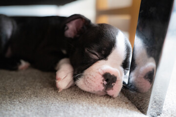 Boston Terrier puppy asleep on the floor next to the metal leg of a sofa. Her reflection can be...