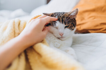 The hostess gently strokes her cat on the fur. The relationship between a cat and a person. Selective focus. House comfort concept, indoor. Cope space. Adopt pets banner