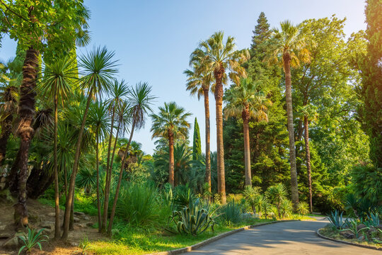 Growing Palm Trees In A Subtropical Park With Different Vegetation.