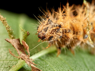 European Comma caterpillar. Polygonia c-album.    
