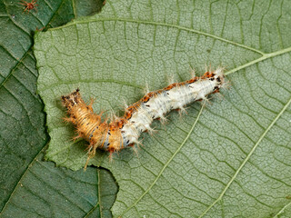 European Comma caterpillar. Polygonia c-album.    