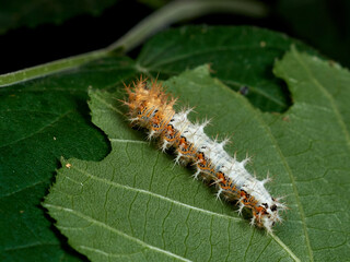 European Comma caterpillar. Polygonia c-album.    