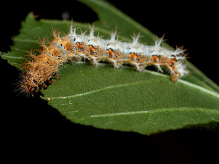 European Comma caterpillar. Polygonia c-album.    