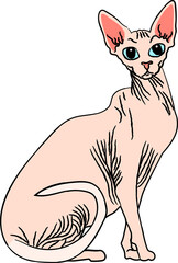 sphynx cat breed clipart animal cartoon