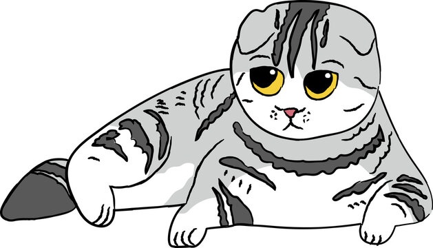 scottish fold cat breed clipart animal cartoon