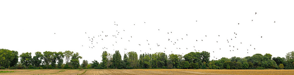 treeline and a swarm of birds - 532828243