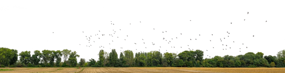 Fotobehang treeline and a swarm of birds © Mathias Weil