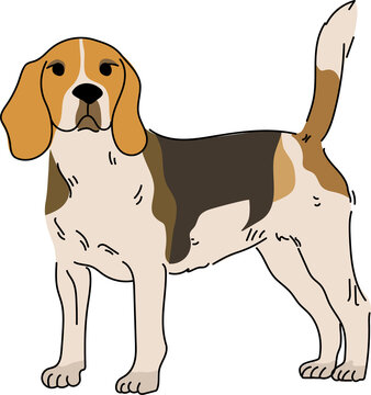 beagle dog breeds puppy pet