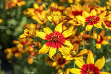 Plains coreopsis, garden tickseed, golden tickseed, or calliopsis, Coreopsis tinctoria, is an annual forb.