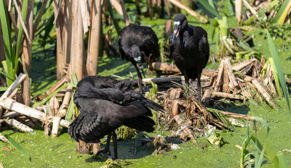 Photograph of a Bare-faced ibis, found in Canoas, Rio Grande do Sul, Brazil.