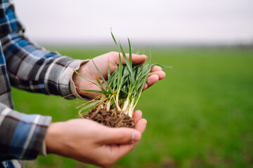 Young Green wheat seedlings in the hands of a farmer.  Agriculture, gardening or ecology concept.