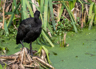 Photograph of a Bare-faced ibis, found in Canoas, Rio Grande do Sul, Brazil.