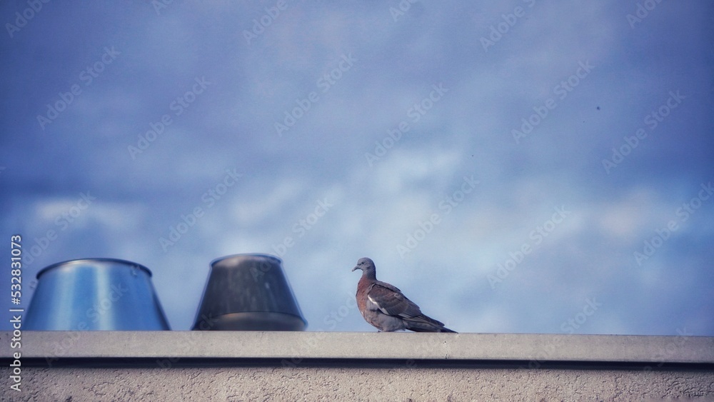 Canvas Prints pigeons on the roof